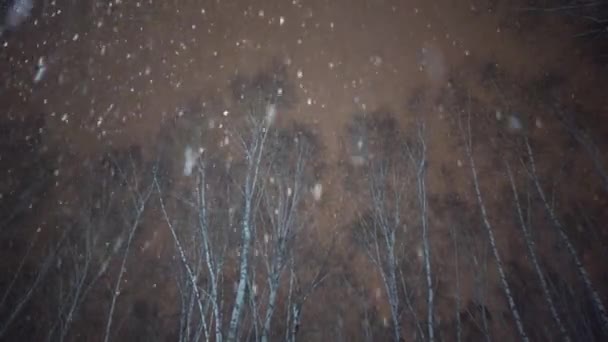 Снег, падающий ночью на фоне деревьев — стоковое видео