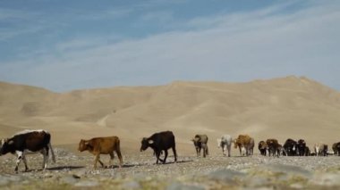 Sığırlar yüksek tepelerin arka planındaki otlağa gider.
