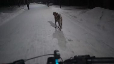 Köpek gece yarısı motosikletin yanında koşar.