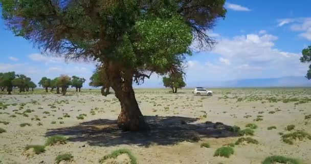 Carros dirigindo ao longo de um deserto através de árvores na Mongólia — Vídeo de Stock