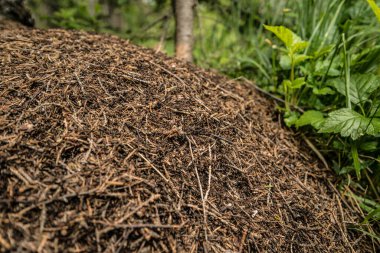 Yaz ormanında yeşil çimlerin üzerindeki karınca yuvası