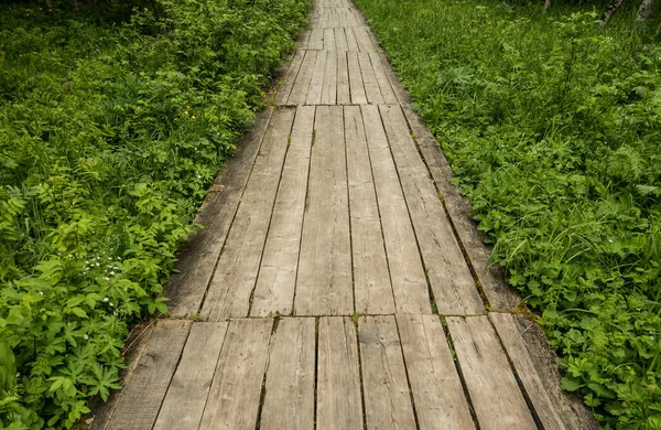 Yeşil bir ormanda ahşap yol — Stok fotoğraf