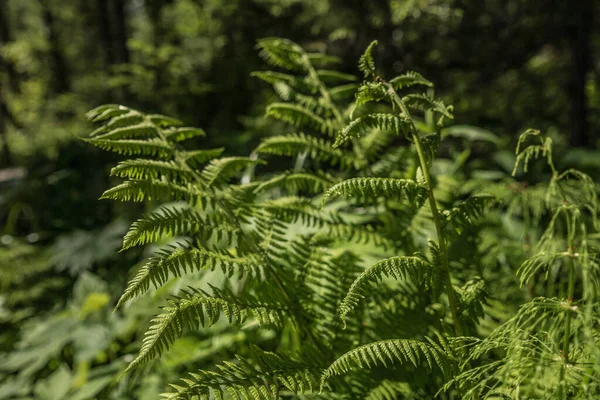 Felce nel bosco boscaglia nel tempo soleggiato — Foto Stock