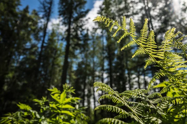 Felce nel bosco boscaglia nel tempo soleggiato — Foto Stock