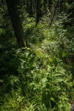 Dağ ormanları Ural Dağları 'nın bol bitki örtüsü