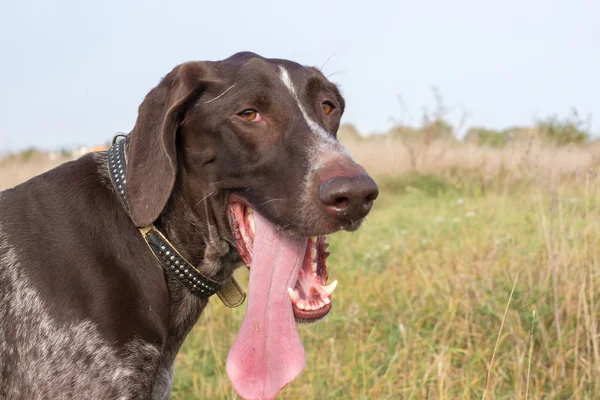 Cão feliz em um campo — Fotografia de Stock