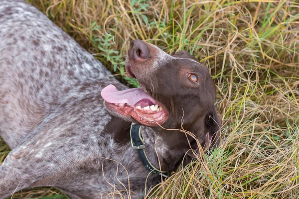 Feliz cão mentiras — Fotografia de Stock