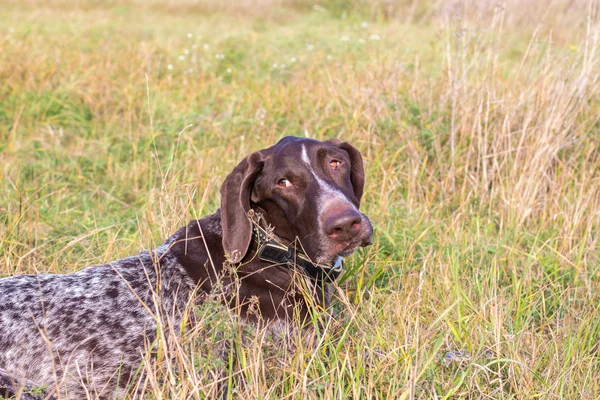 O cão está deitado na grama no campo — Fotografia de Stock