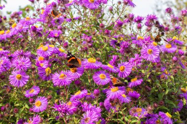 Astra sonbahar ve kelebekler