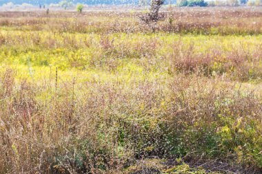 Bir çim üzerinde birçok gnats 