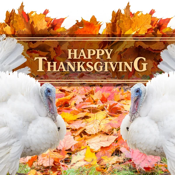Happy Thanksgiving Greeting illustration design