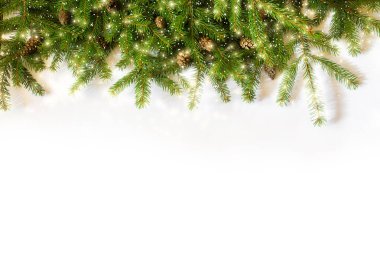 spruce branches on white background clipart