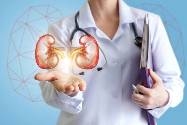Arts toont gezonde nieren. — Stockfoto