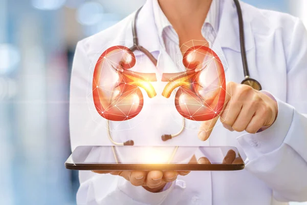 Doctor shows the human kidney . — Stock Photo, Image