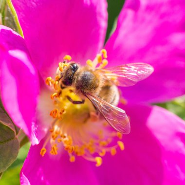 Arı ve vahşi çiçek gül.
