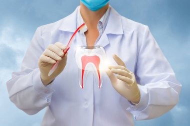 Doktor diş fırçası ve diş ile .