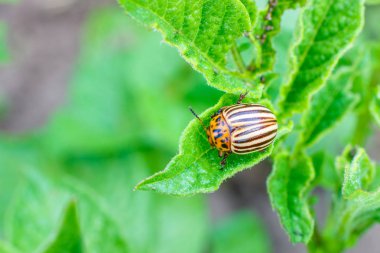 Colorado patates böceği patates yaprağı yer..