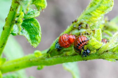 Patates yemek larva bırakır.