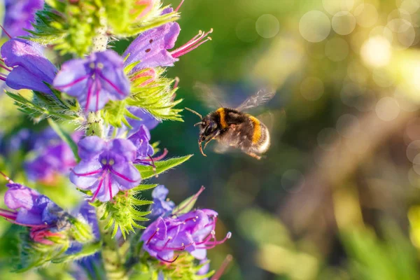 Bumblebee voa para uma flor . — Fotografia de Stock