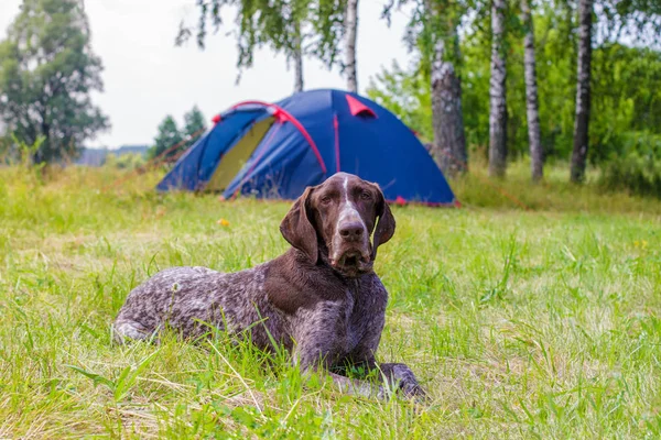 Cão acampamento mentiras e tenda . — Fotografia de Stock