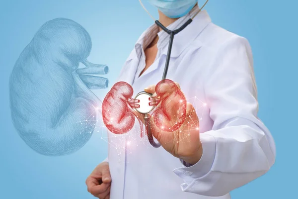 Urologe diagnostiziert Nieren einer Person . — Stockfoto