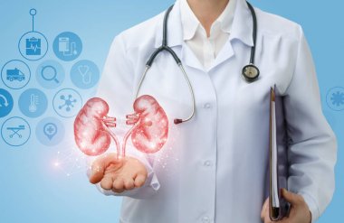 Doktor ürolog böbrekler gösterir .