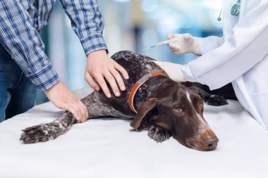 Hayvan hastalıklarıyla ilgili bir enjeksiyon köpeğe verir. .