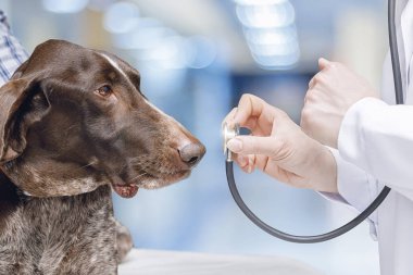 Köpek stetoskop görünüyor .