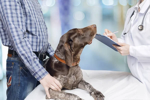 兽医写一条治疗狗的药方 . — 图库照片