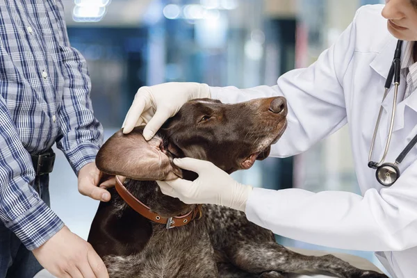 Veterinarian examines the dog\'s ear .