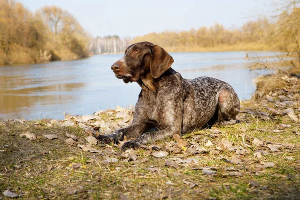 Pointer dog lying on the Bank.