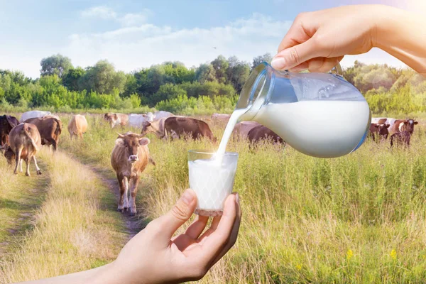 Mjölk hälls från en kanna i ett glas . — Stockfoto
