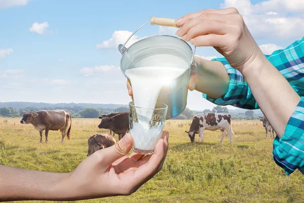 Молочная дева наливает молоко  . — стоковое фото