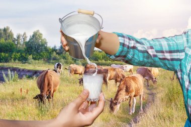 Sütçü süt bir kova dökülen .