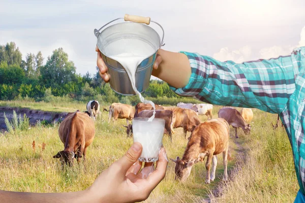 Milkmaid pours milk from a bucket . — Stock Photo, Image