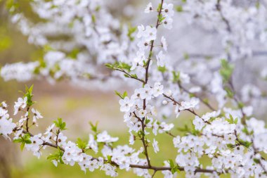 kiraz çiçekleri Şubesi .