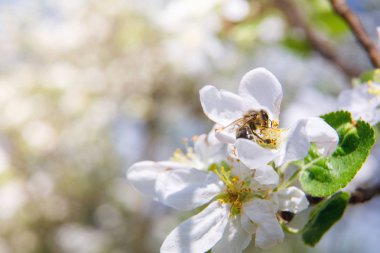 Arı bir çiçek pollinates ve nektar toplar.