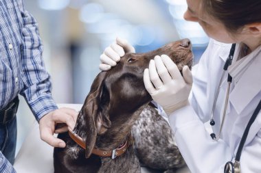 Doktor arka plan bulanık köpeğin gözleri inceliyor.