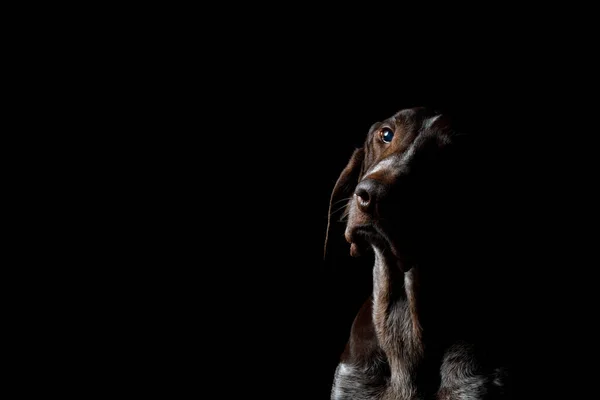 Cão ponteiros raça  . — Fotografia de Stock