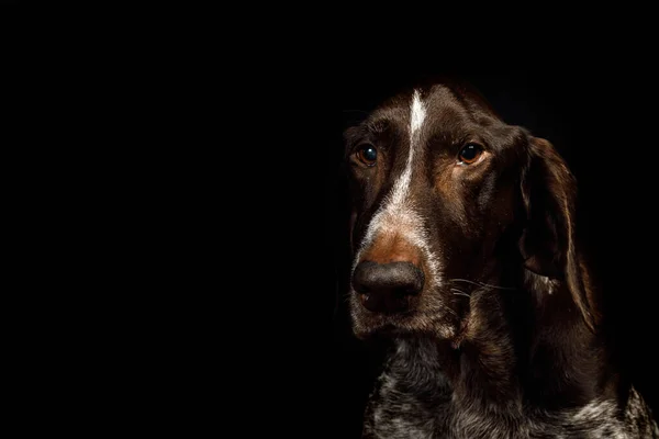 Dog Retrato Ponteiro Curto Fundo Preto — Fotografia de Stock