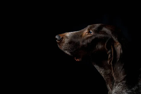 Профіль Собаки Короткочасний Вказівник Чорному Тлі — стокове фото
