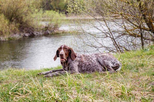 Ένα Κυνηγόσκυλο Της Φυλής Kurzhaar Βρίσκεται Στην Όχθη Του Ποταμού — Φωτογραφία Αρχείου