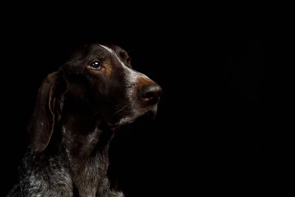 Портрет Мисливської Собаки Чорному Тлі — стокове фото