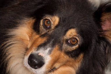 Çoban köpeği kömür ocağı yüz tam kare