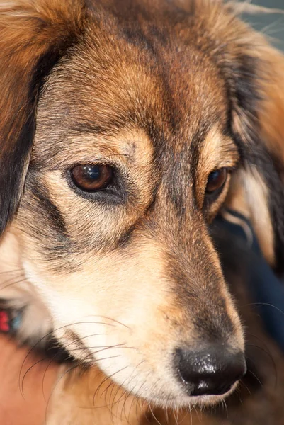 Saluki doğurmak tam kare yüz çapraz