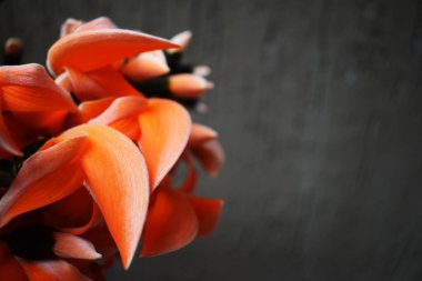 Seçici odak Piç meşe ağacı yapraklarının sol arka planda hizalanması