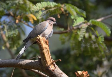 Gülen Boyun, yaz sabahı güneş ışığı altında ağaç dalında güvercin. Yeşil yaprakların arkaplanı.