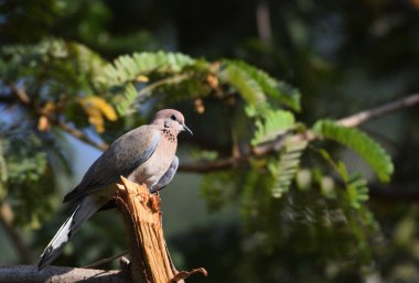 Gülen Boyun, yaz sabahı güneş ışığı altında ağaç dalında güvercin. Yeşil yaprakların arkaplanı.