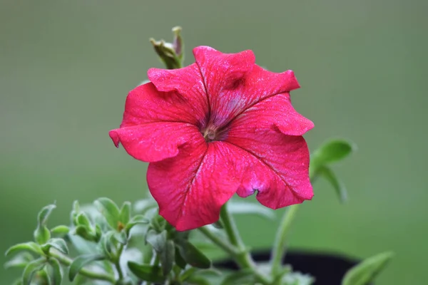 Zblízka Snů Červená Petunie Květiny Petunioideae Karmínová Pláň Kvetoucí Petúnie — Stock fotografie