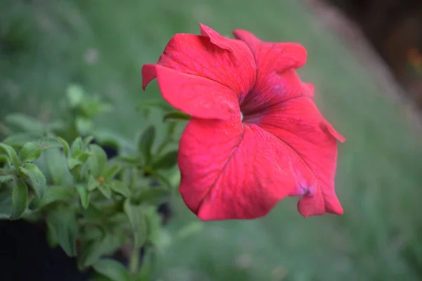 Plně Červená Petúnie Květ Celebrity Petúnie Kaštanovníku Petunioideae Zahradě Petúnie — Stock fotografie